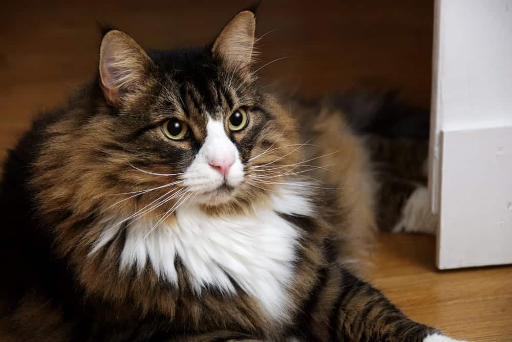 A beautiful male Norwegian Forest Cat lying on wooden floor.