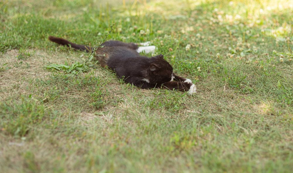 A cat lying on the grace.