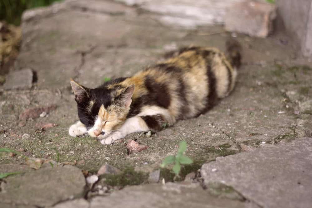 A cat sleeping on a rock surface