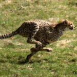 Cheetah chasing its prey