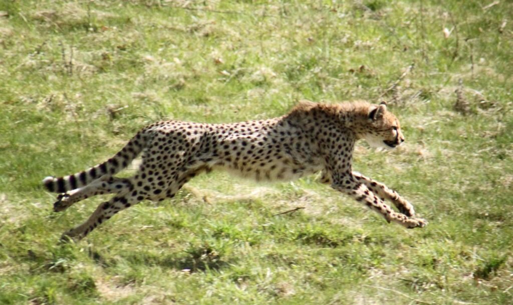 Cheetah chasing its prey.