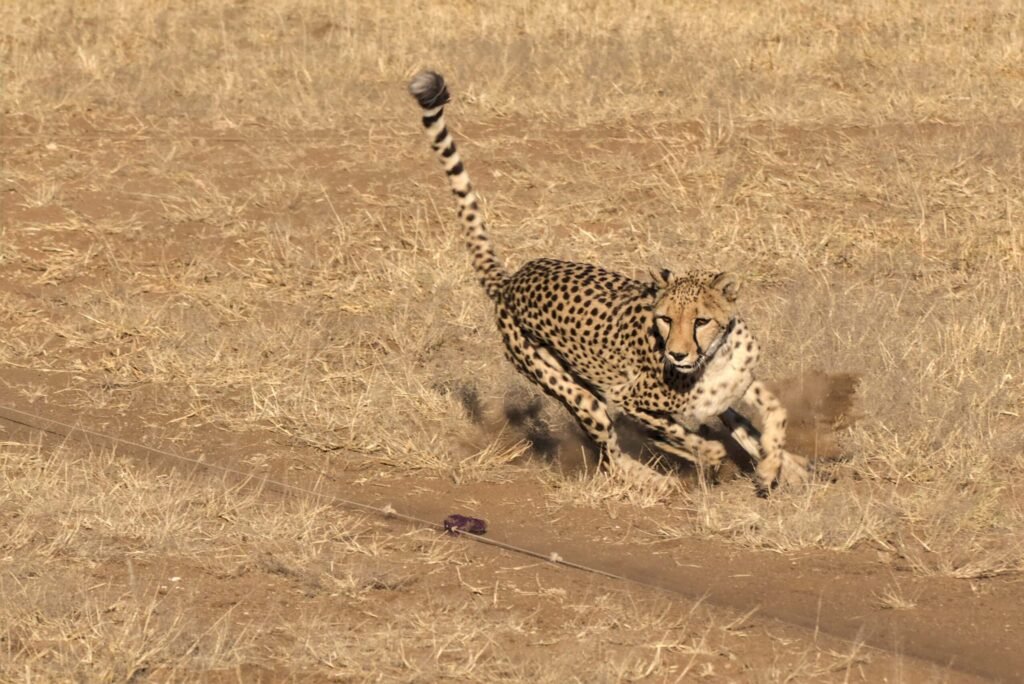 Cheetah hunting a toy lure at Cheetah Conservation Fund, Otjiwarongo, Namibia
