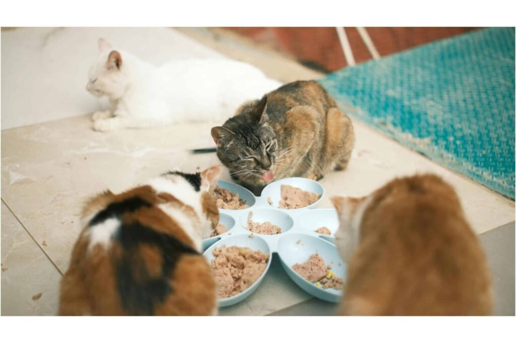 cats