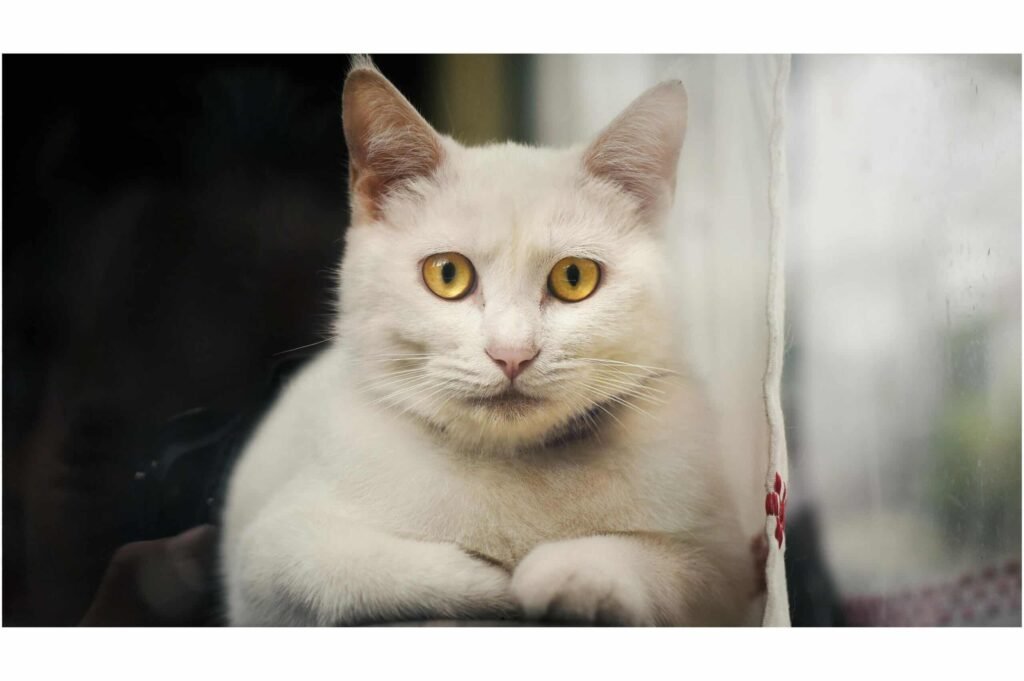 cat