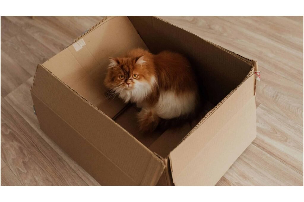 Cat Hiding in a Box