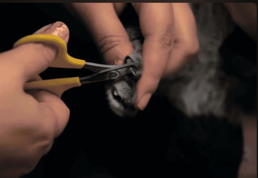 Cat nail trimming.