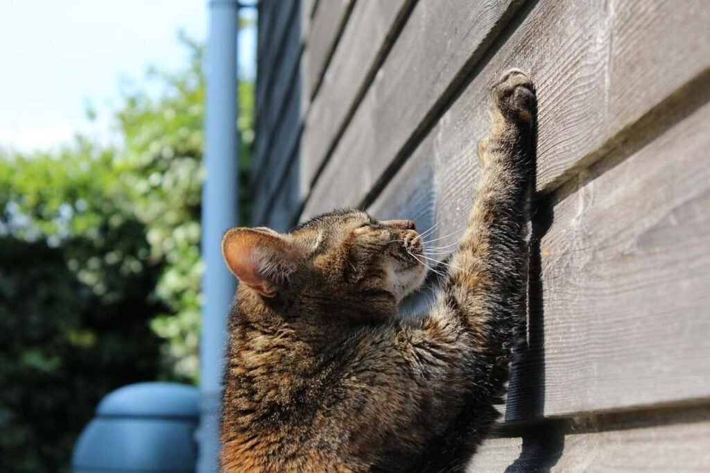Cat scratching.