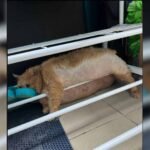 Crumb on his failed escape attempt stuck in between a shoe rack.