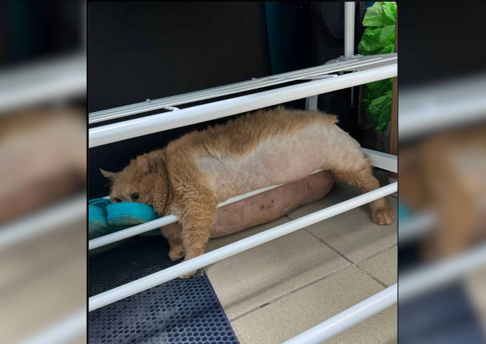 Crumb on his failed escape attempt stuck in between a shoe rack.