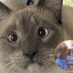 Rayne Beau, the cat who traveled 900 miles.
