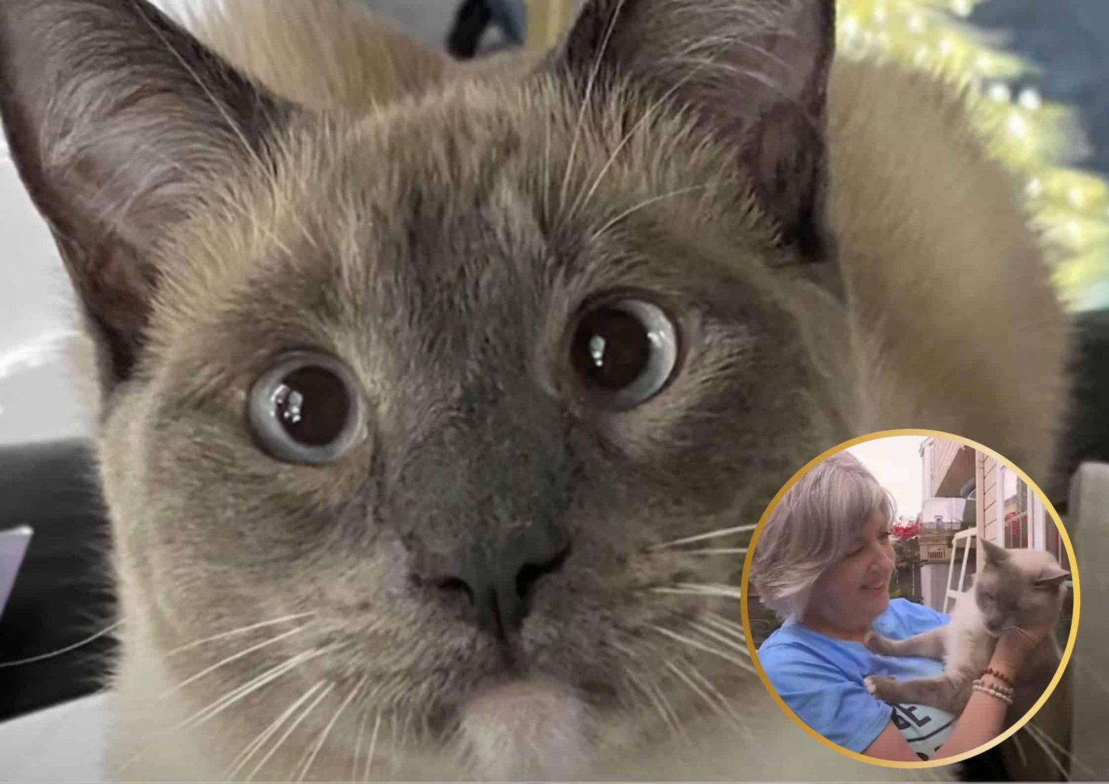 Rayne Beau, the cat who traveled 900 miles.