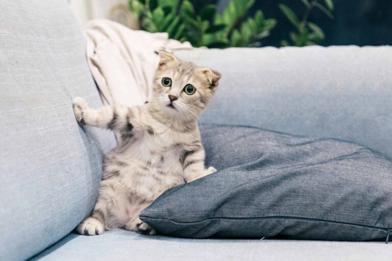 10 Signs Your Cat Might Be Using To Tell You That They Are In Pain