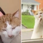 Stray Cat Climbs Up To This Woman’s Window & Becomes Foster Dad