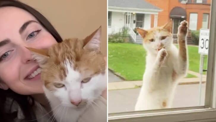 Stray Cat Climbs Up To This Woman’s Window & Becomes Foster Dad