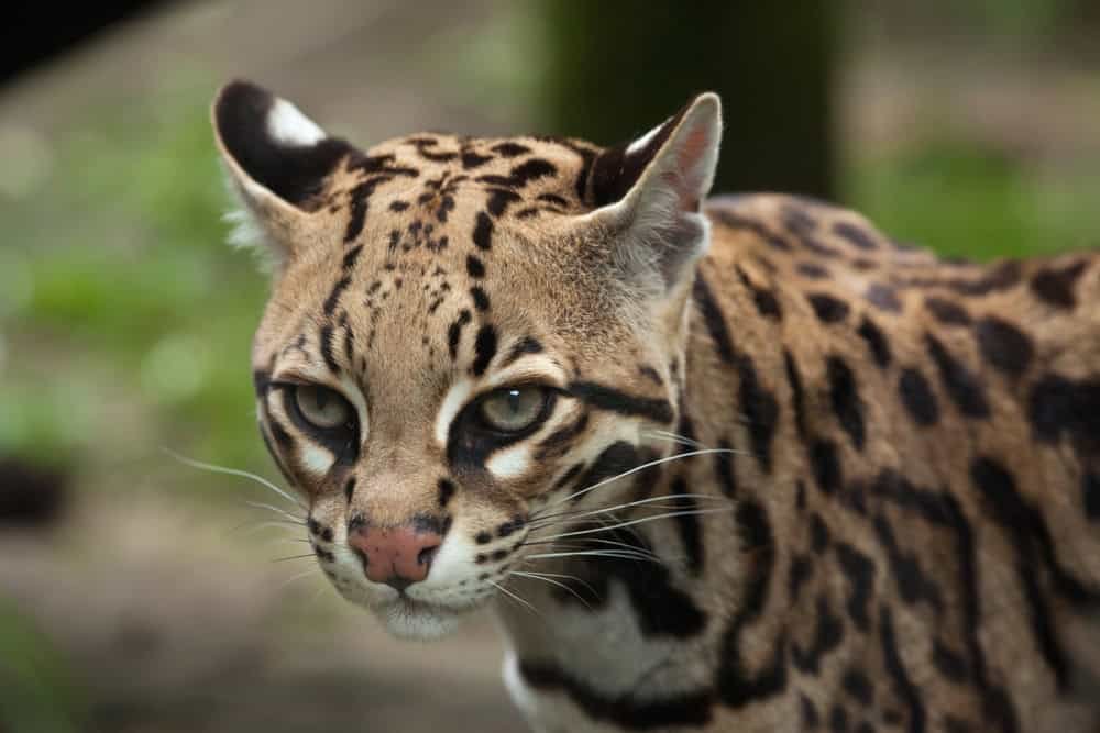 Ocelot, also known as the dwarf leopard