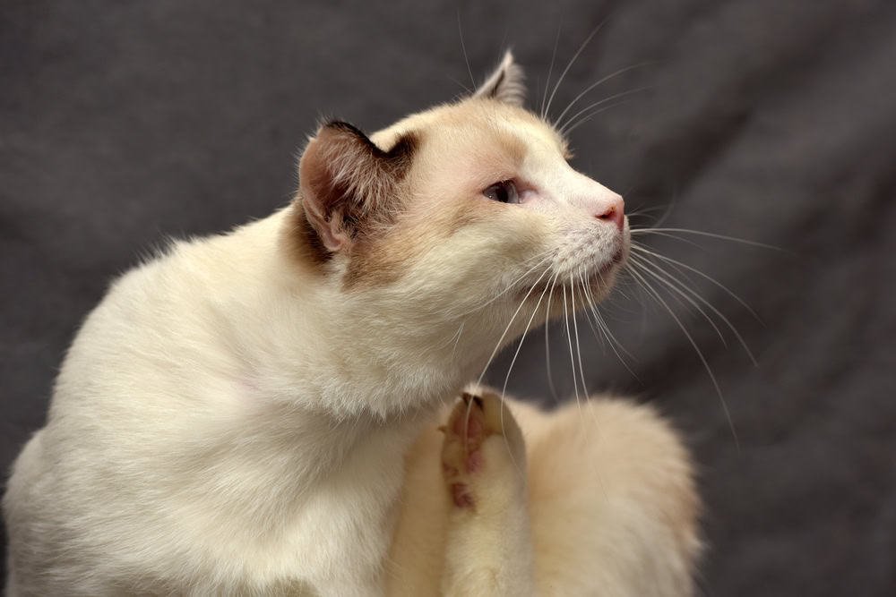 Cat is scratching himself with leg