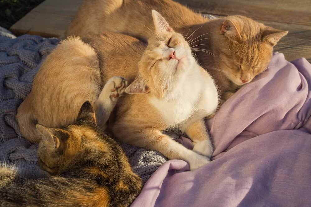 Cat scratching with its leg