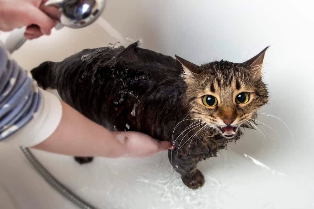 Bathing a cat