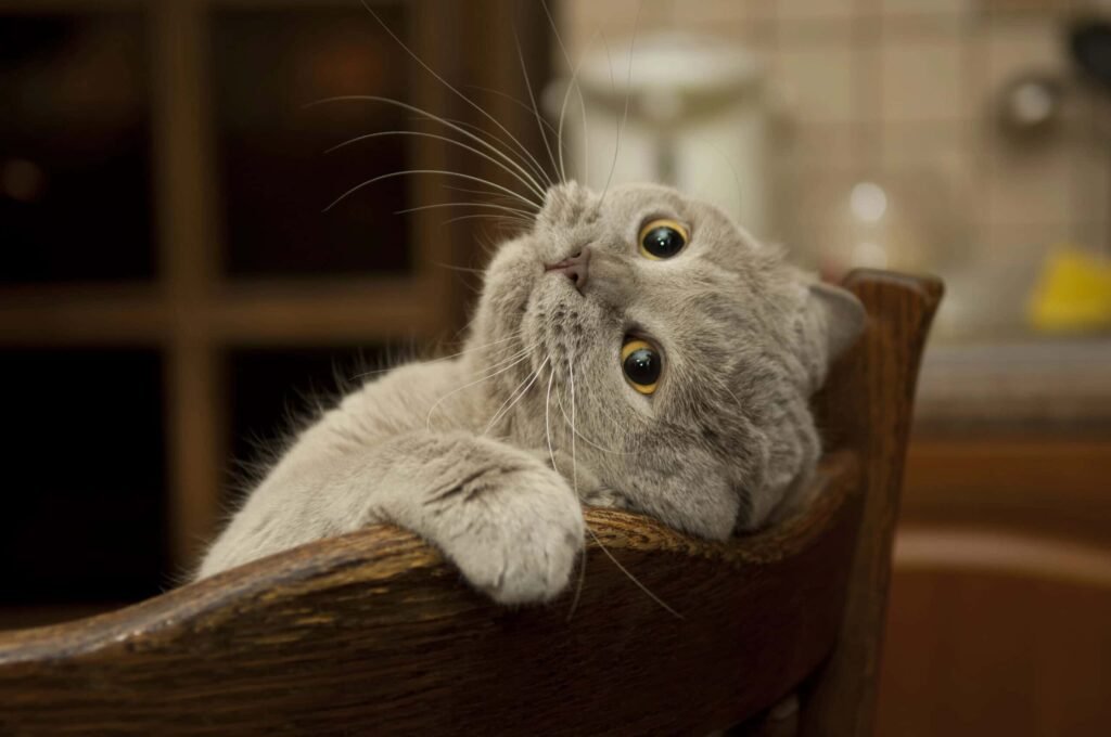 Close up of cat.