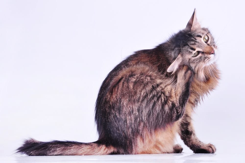 Cat scratching with its leg.  