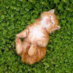 Tiny red kitten.