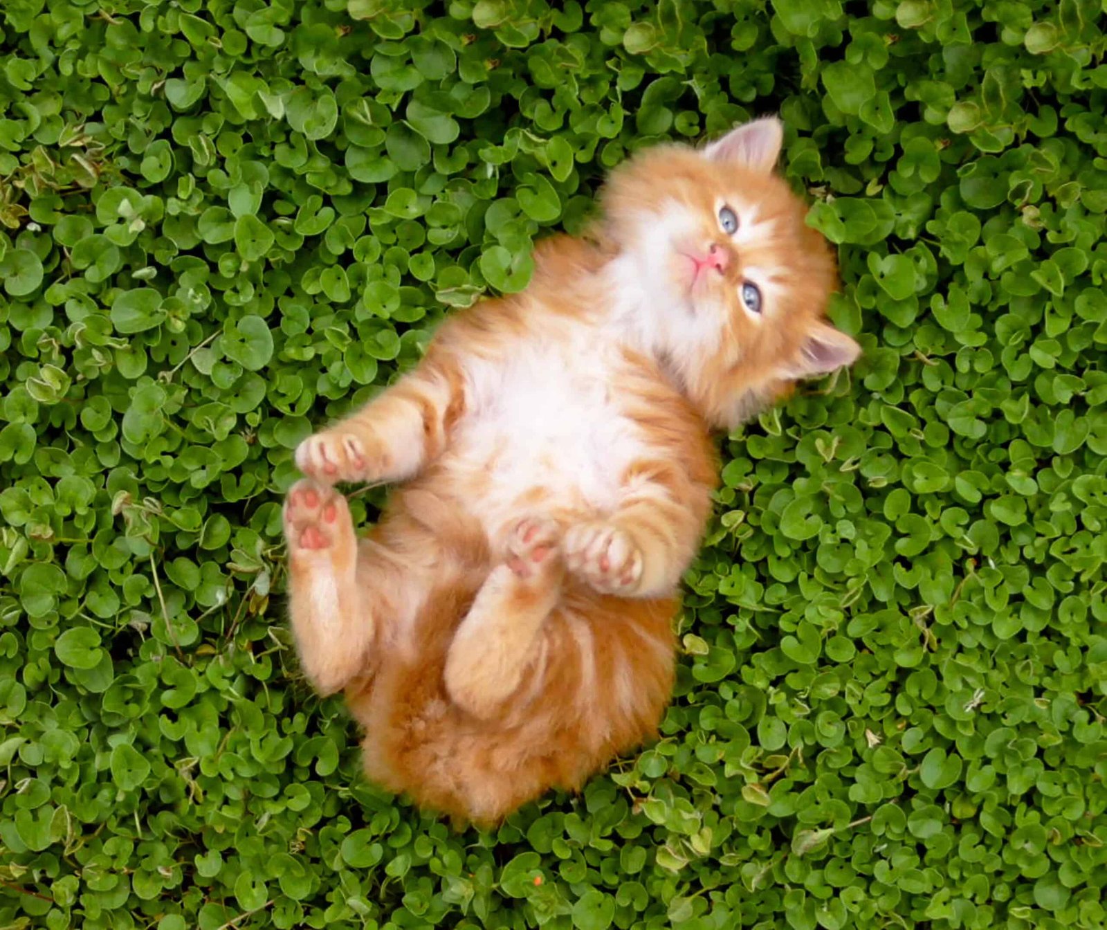 Tiny red kitten.
