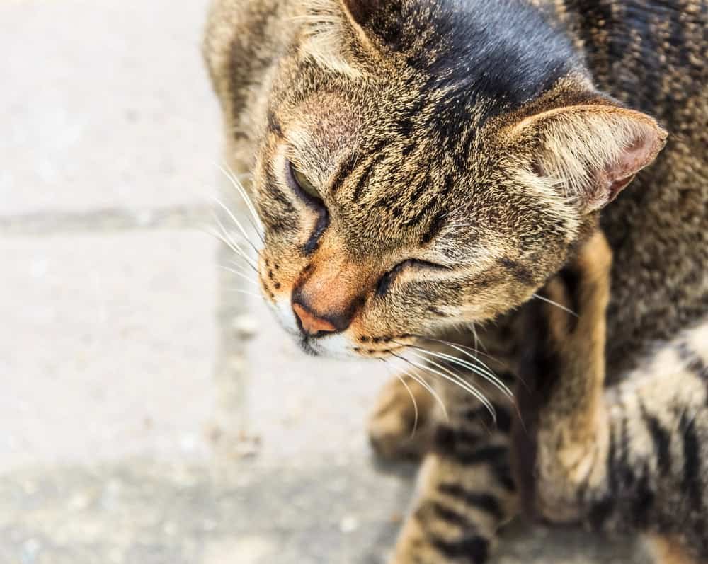 Itching Tabby Cat.