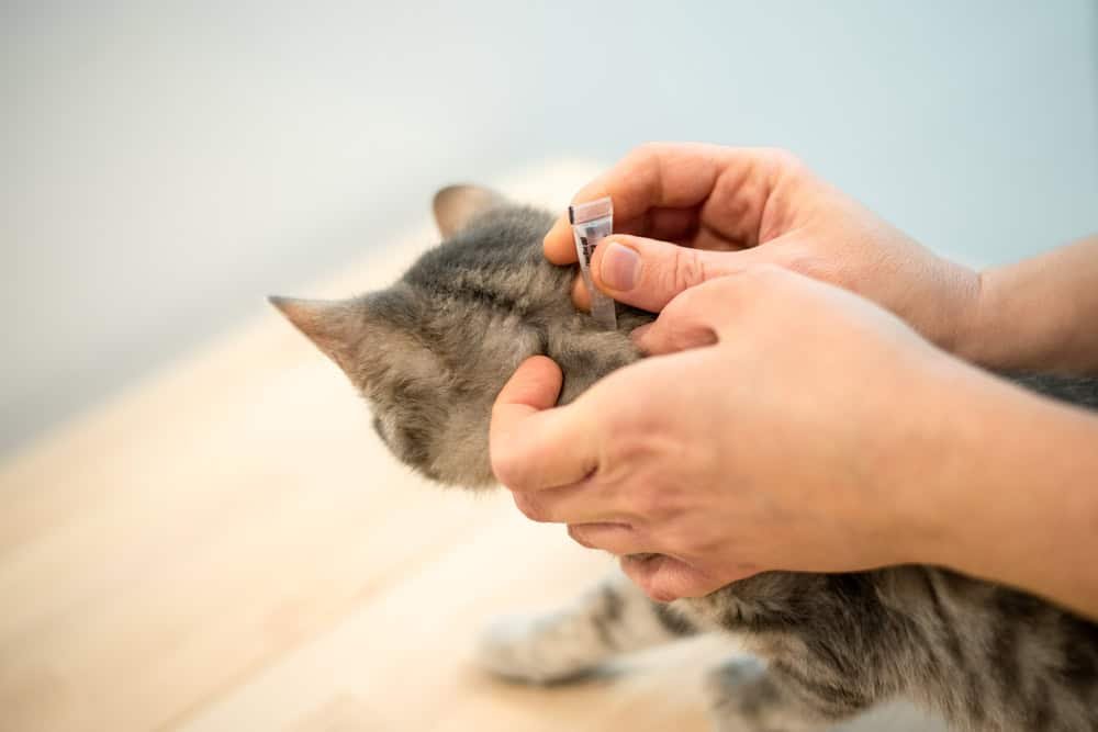 Veterinarian doctor uses anti-flea drops to treat a cat