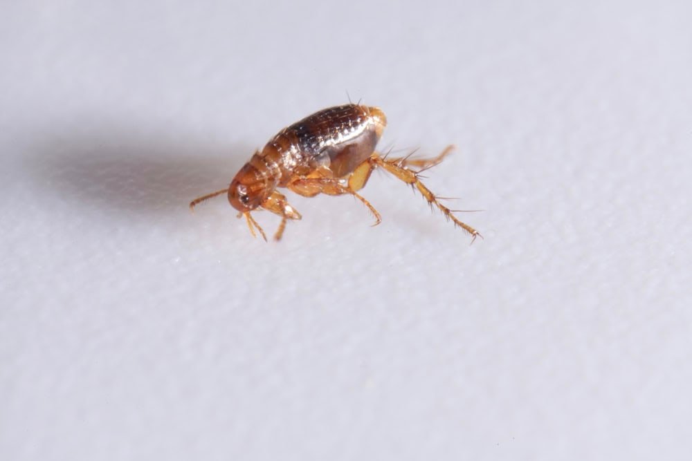 Super macro close up of brown cat flea