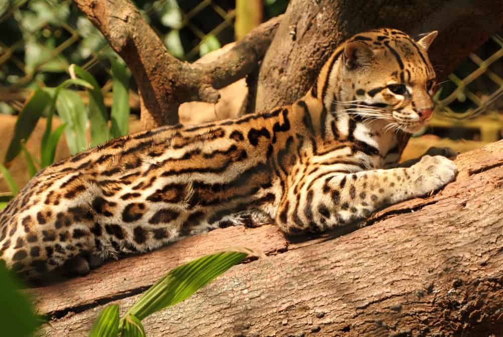 Ocelot lying in the tree