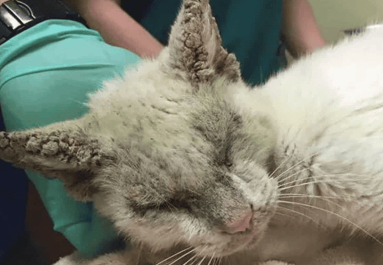 A Cat Covered In Mange Finally Opens Its Eyes And Surprises Everyone