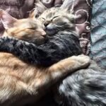 Cuddling Shelter Cats