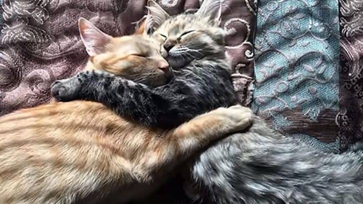Cuddling Shelter Cats