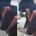 Florida Cop Saves Helpless Baby Kitten From Busy Highway