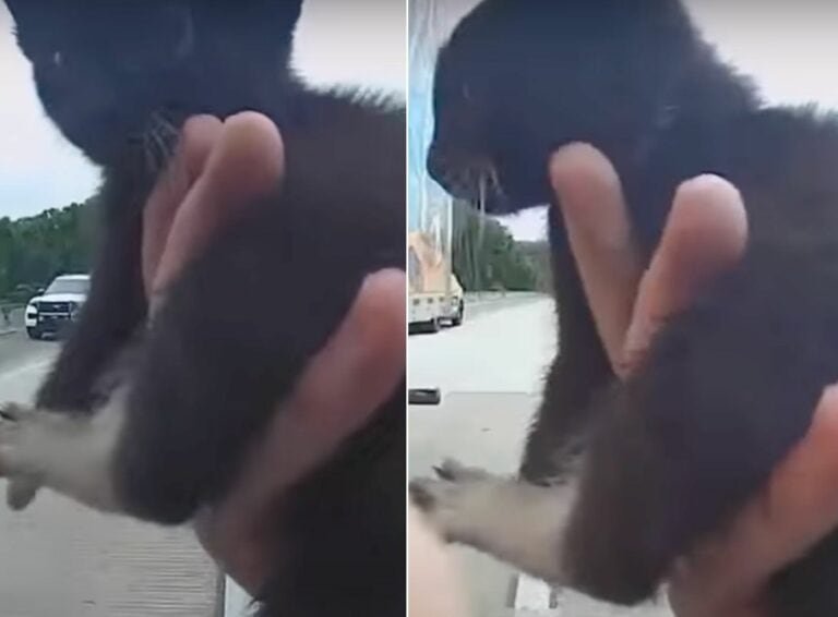 Florida Cop Saves Helpless Baby Kitten From Busy Highway
