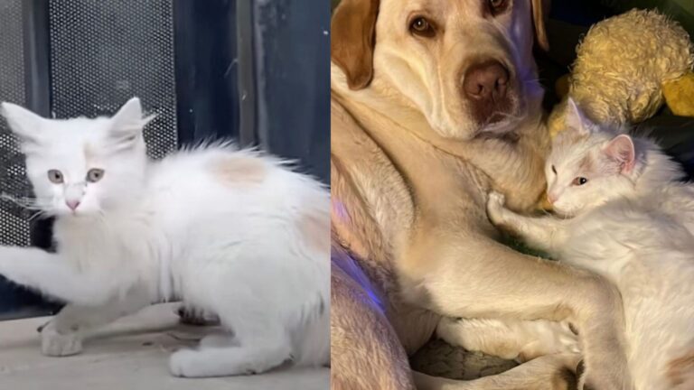 Three-Legged Kitten and a Big Labrador Became Best Friends after Kitten's Amputation