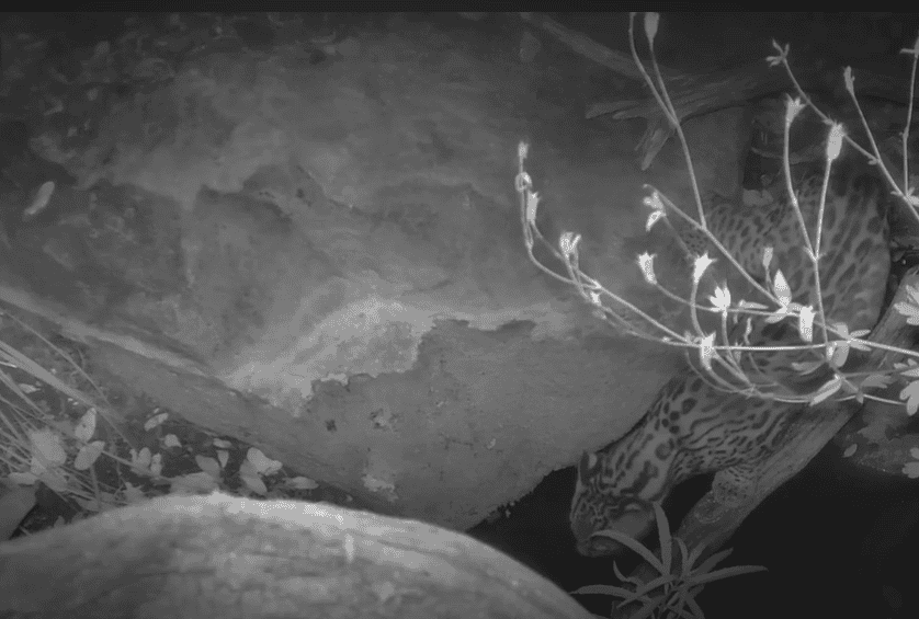 Ocelot spotted on trail camera.