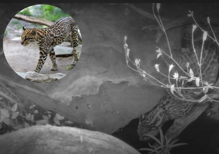 Ocelot spotted on trial camera.