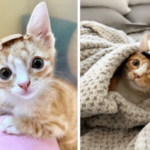 Kitten Wear Helmet