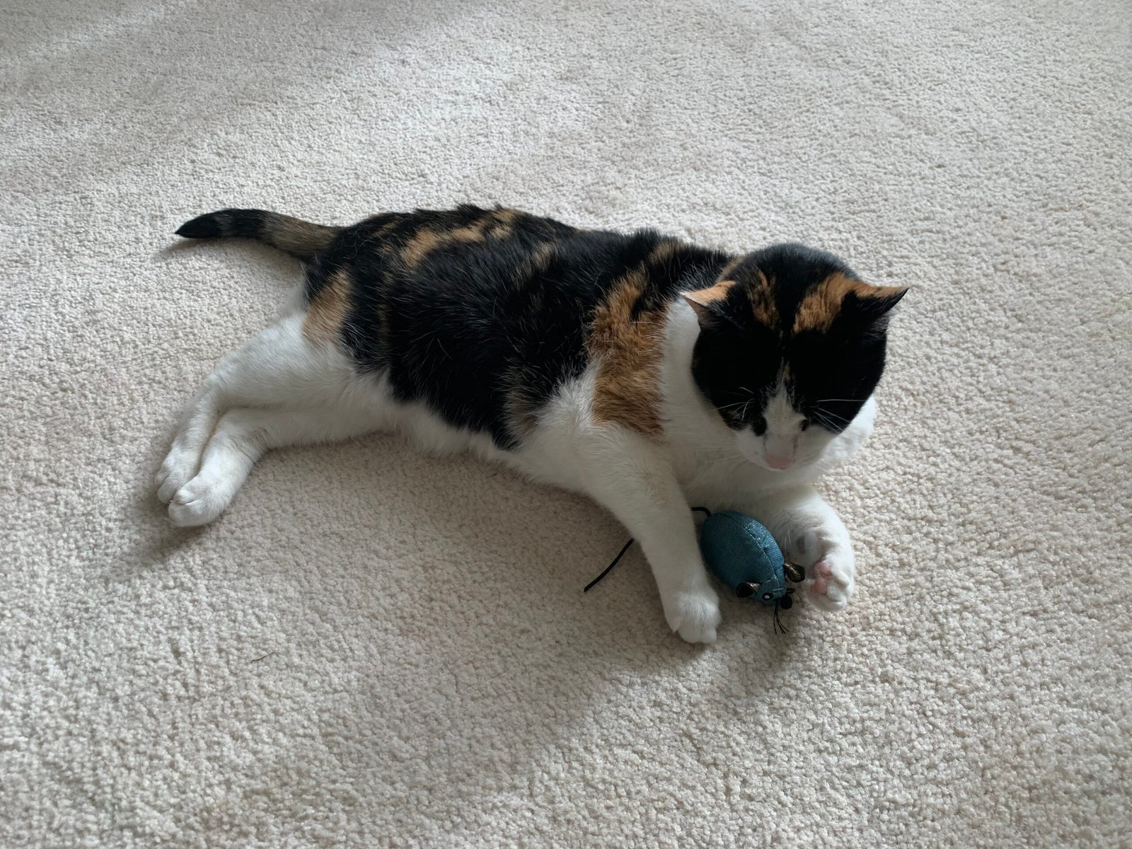 Cat playing with mouse doll.