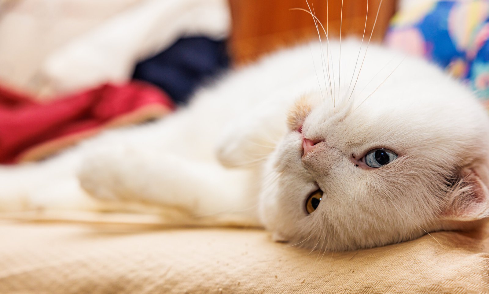 Cat lying in bed.