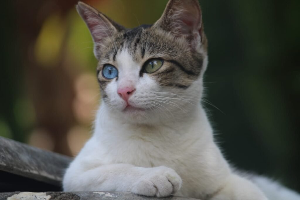 A cat with heterochrome eyes.