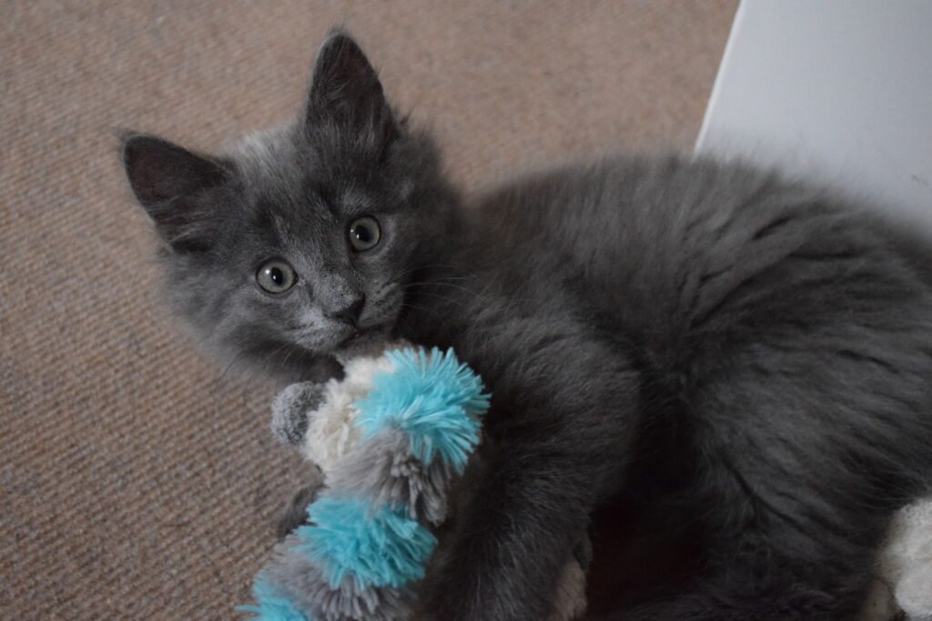 Cat playing with sock.
