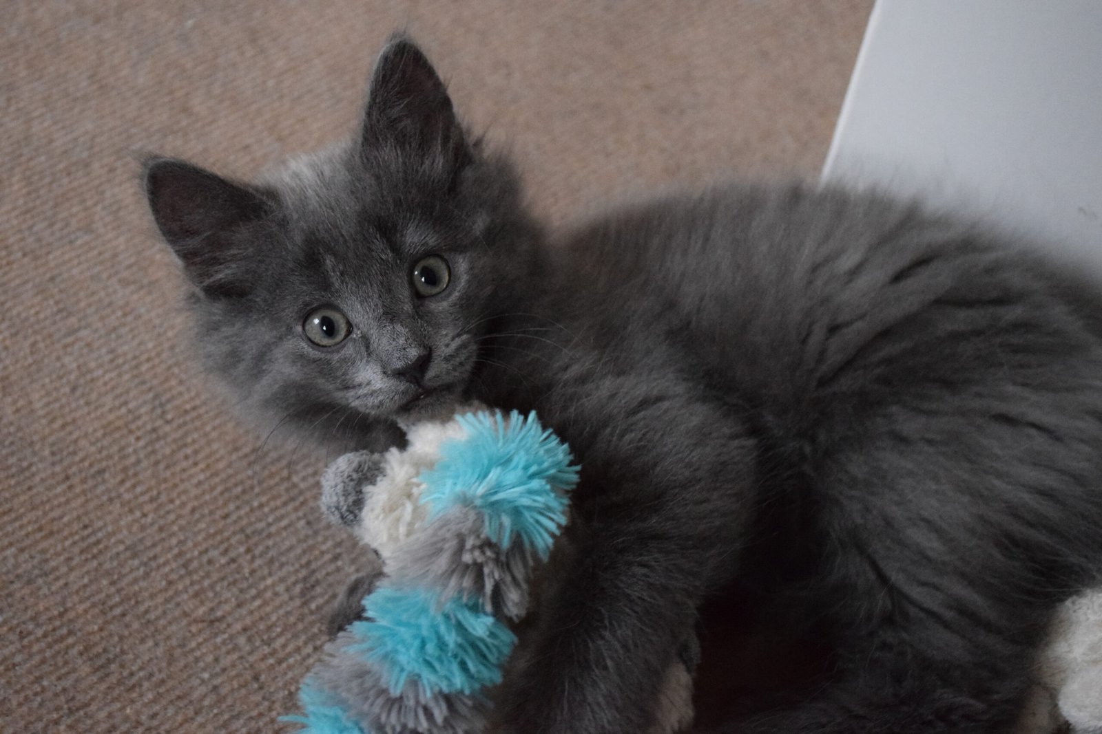 Cat playing with sock.