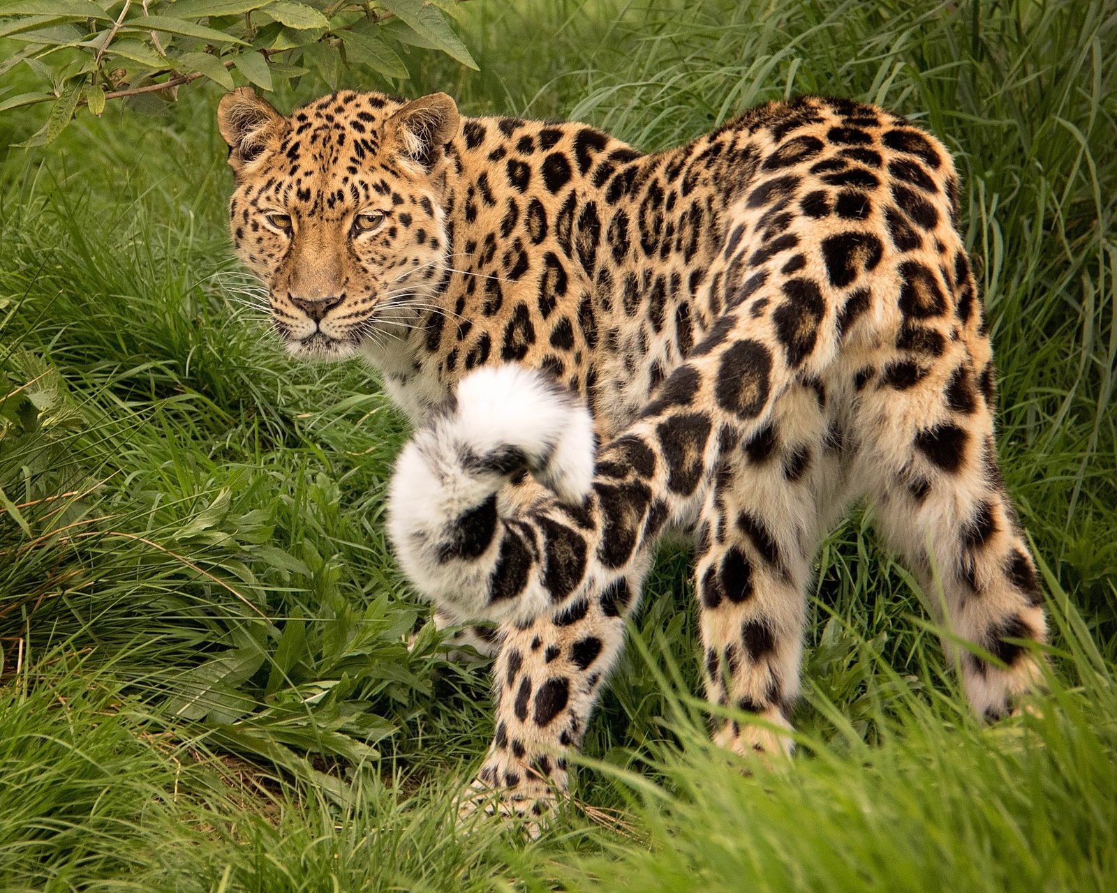 Amur leopard in its habitat.