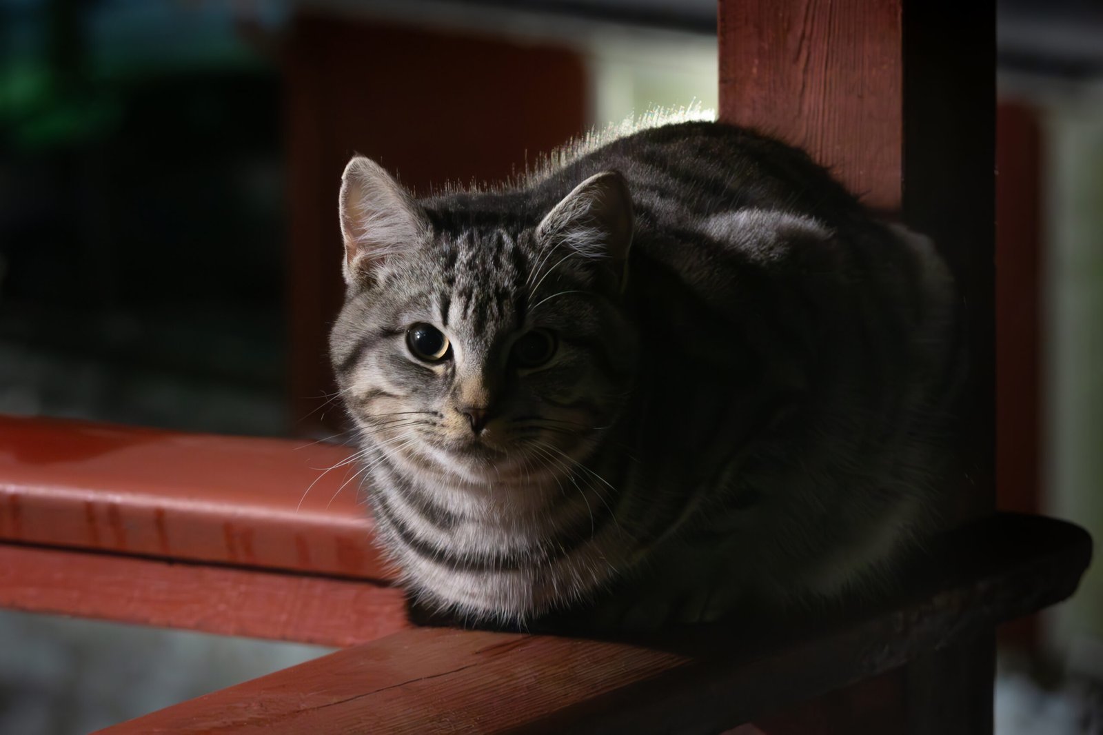 Tabby cat sitting in the dark.