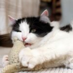 Cat playing with a soft toy.