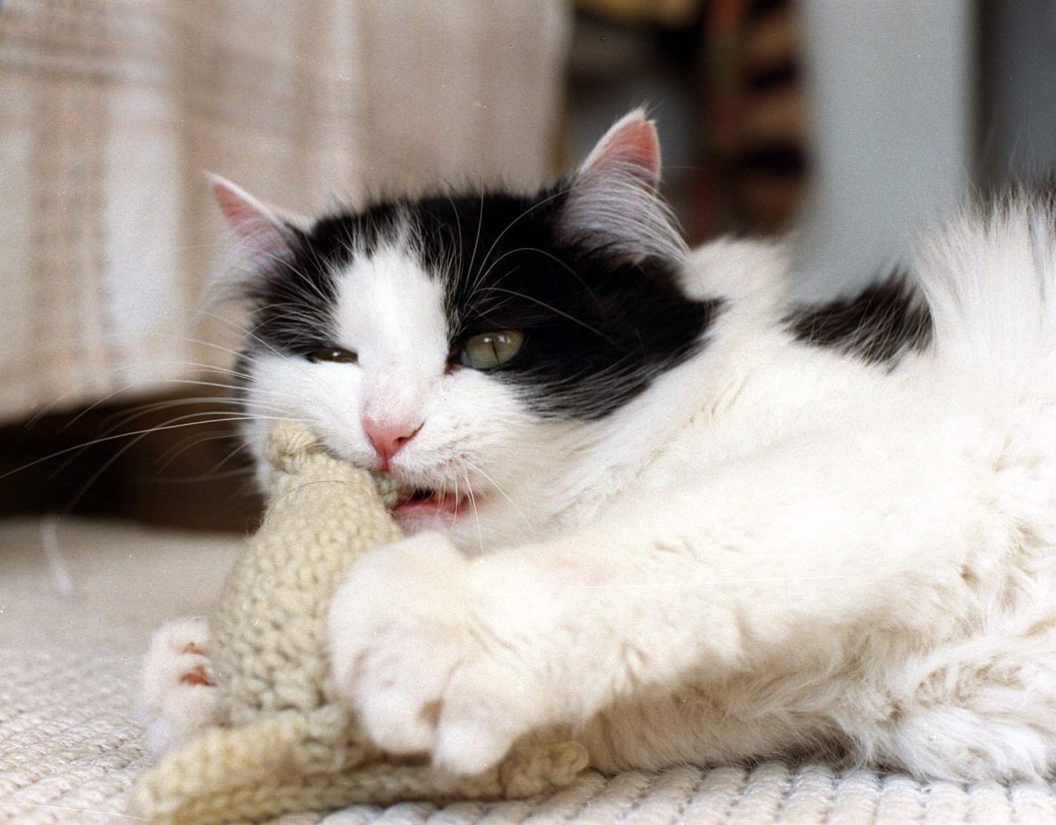 Cat playing with a soft toy.