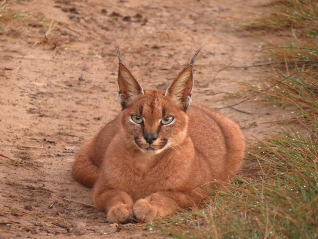 African Caracal