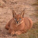 African Caracal